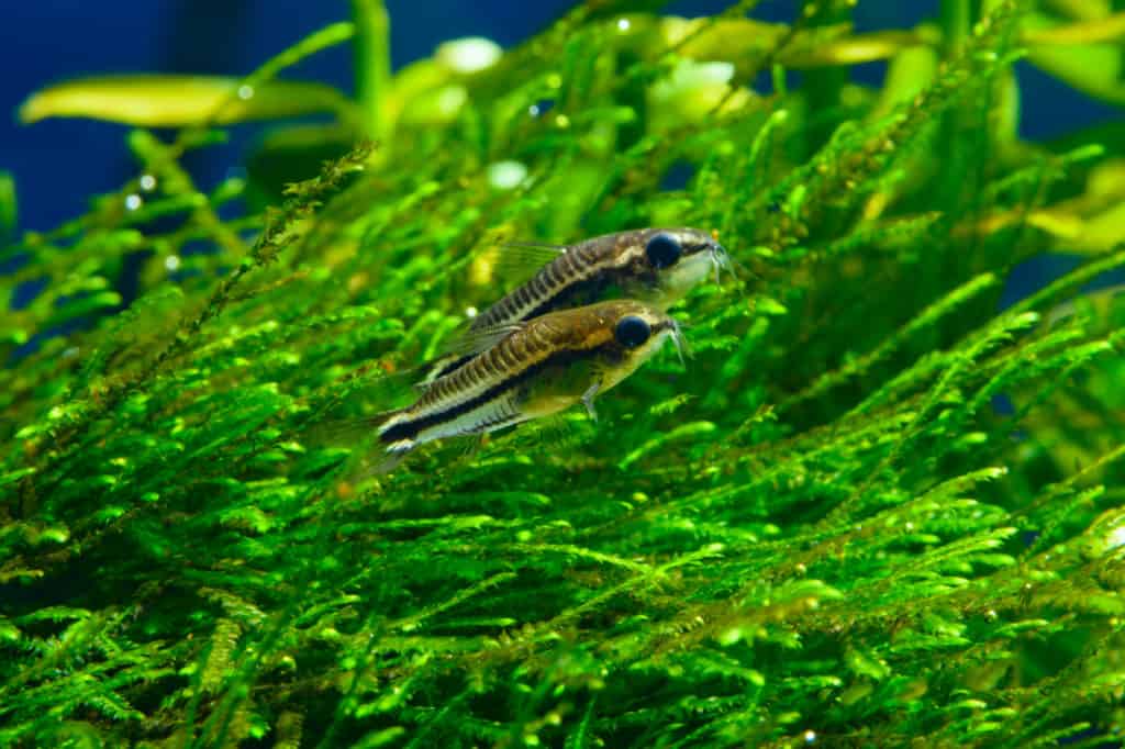 Group of Corydoras pygmaeus