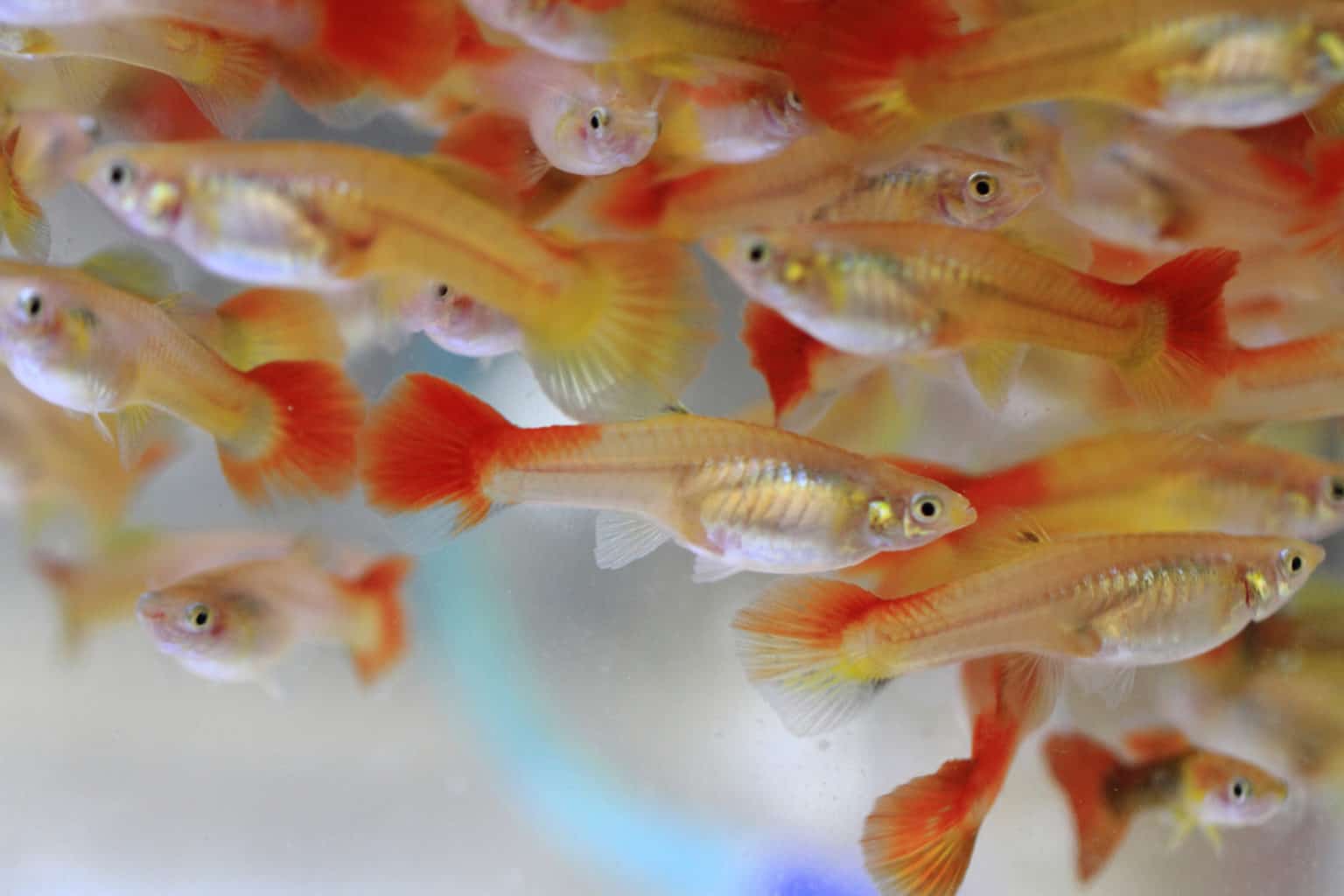 Water Temperature for Guppies (What Is Ideal?)