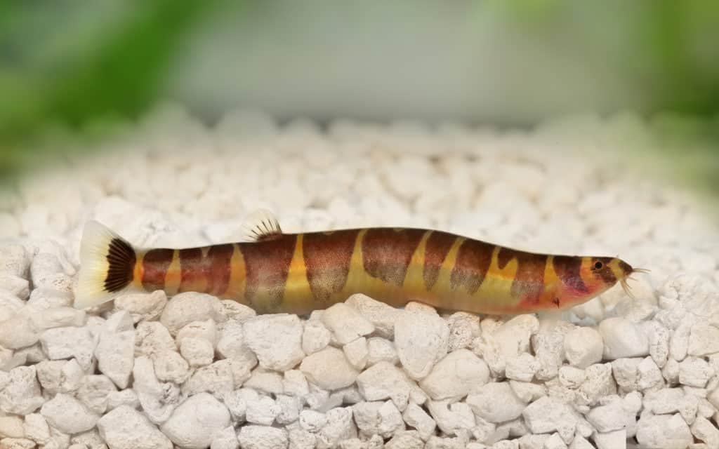 Kuhli Loaches