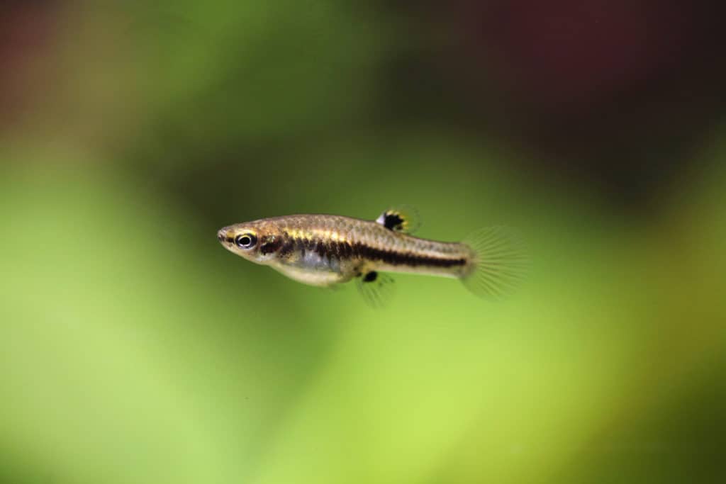 Least Killifish