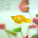 Little Molly fish