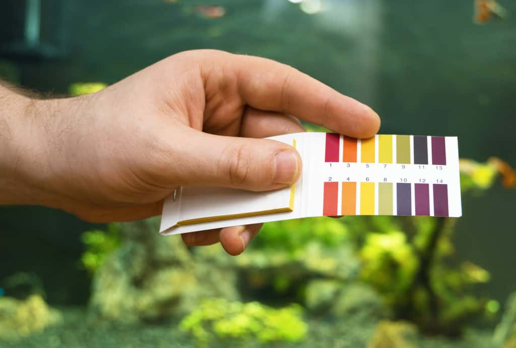 Male hand holding PH tests in front of freshwater aquarium.