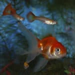 The aquarium swim gupii and gold fish.