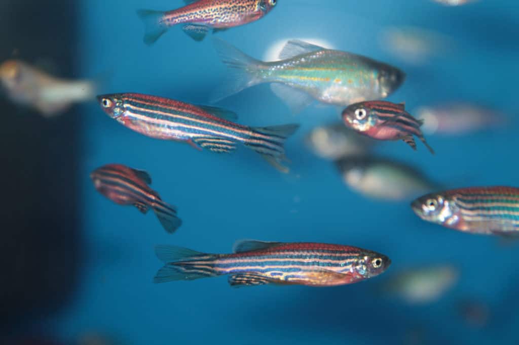 Zebrafish (Danio rerio)