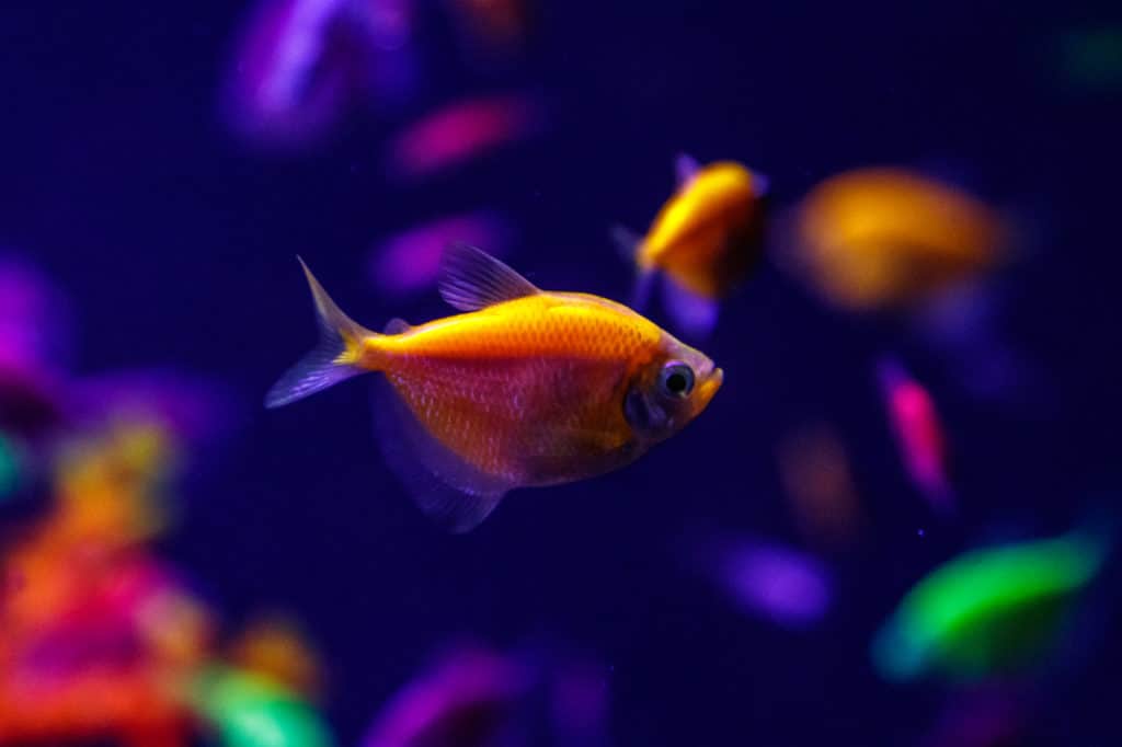 glofish tetra