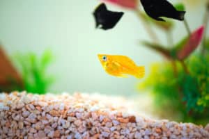 platy behaviors