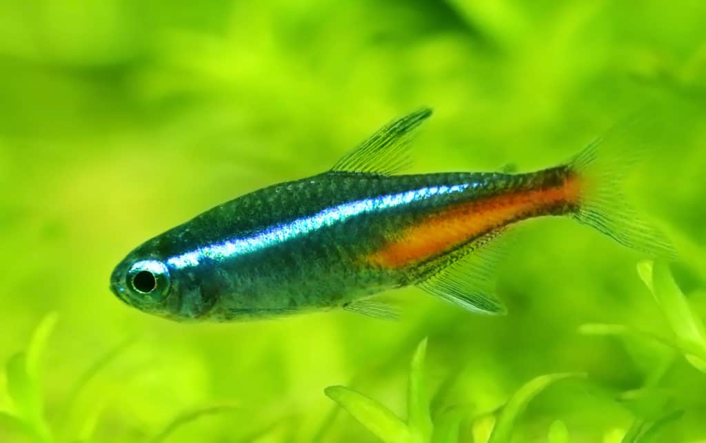 Neon tetra in planted aquarium