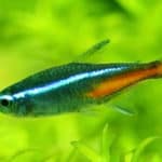 Neon tetra in planted aquarium