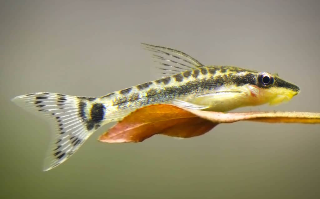 Otocinclus