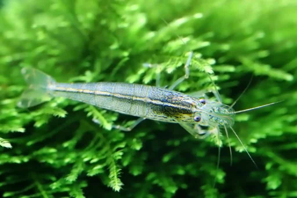 shrimp on java moss