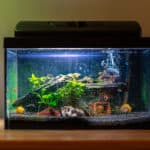 Small fish tank aquarium with colourful snails and fish at home on wooden table. Fishbowl with freshwater animals in the room