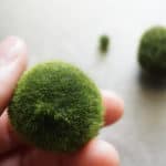 A marimo ball on fingers
