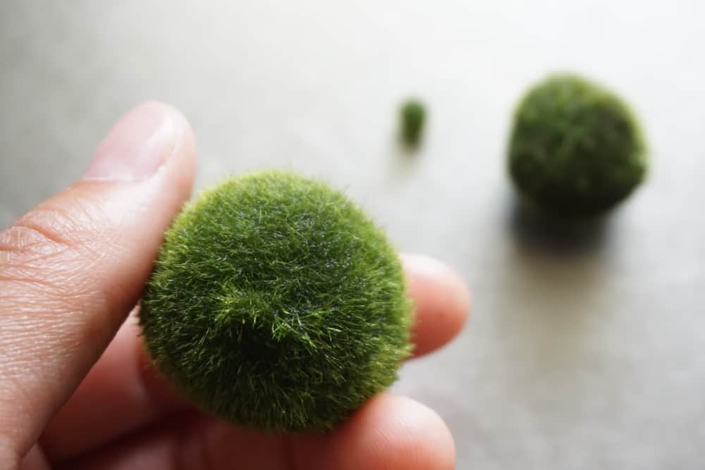 A marimo ball on fingers