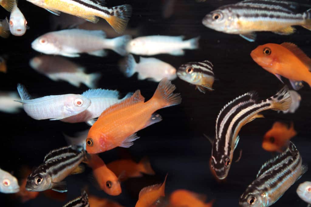 African Cichlids aquarium fishes