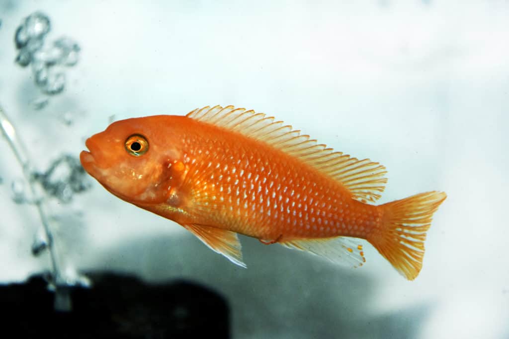 African Orange Cichlids