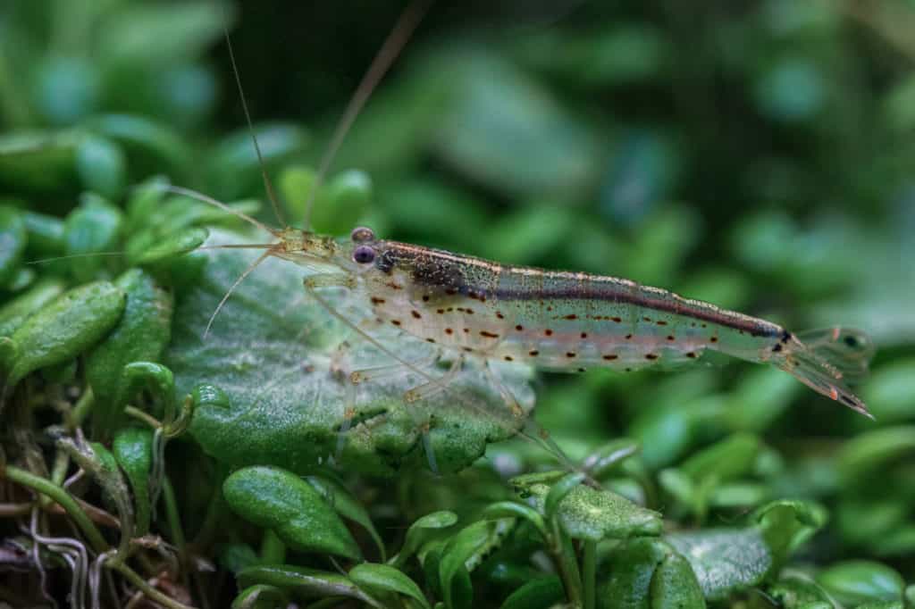 Amano shrimp underwater close up