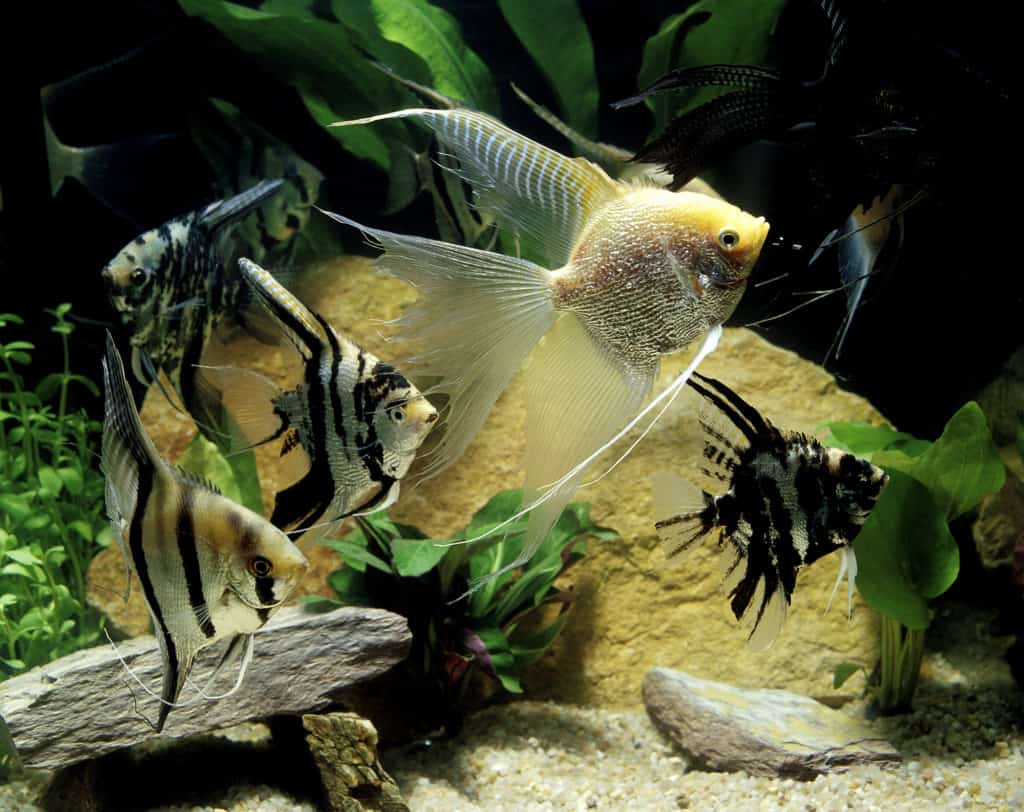 SCALAIRE pterophyllum scalare