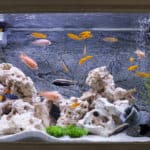 Aquarium with cichlids fish from lake malawi