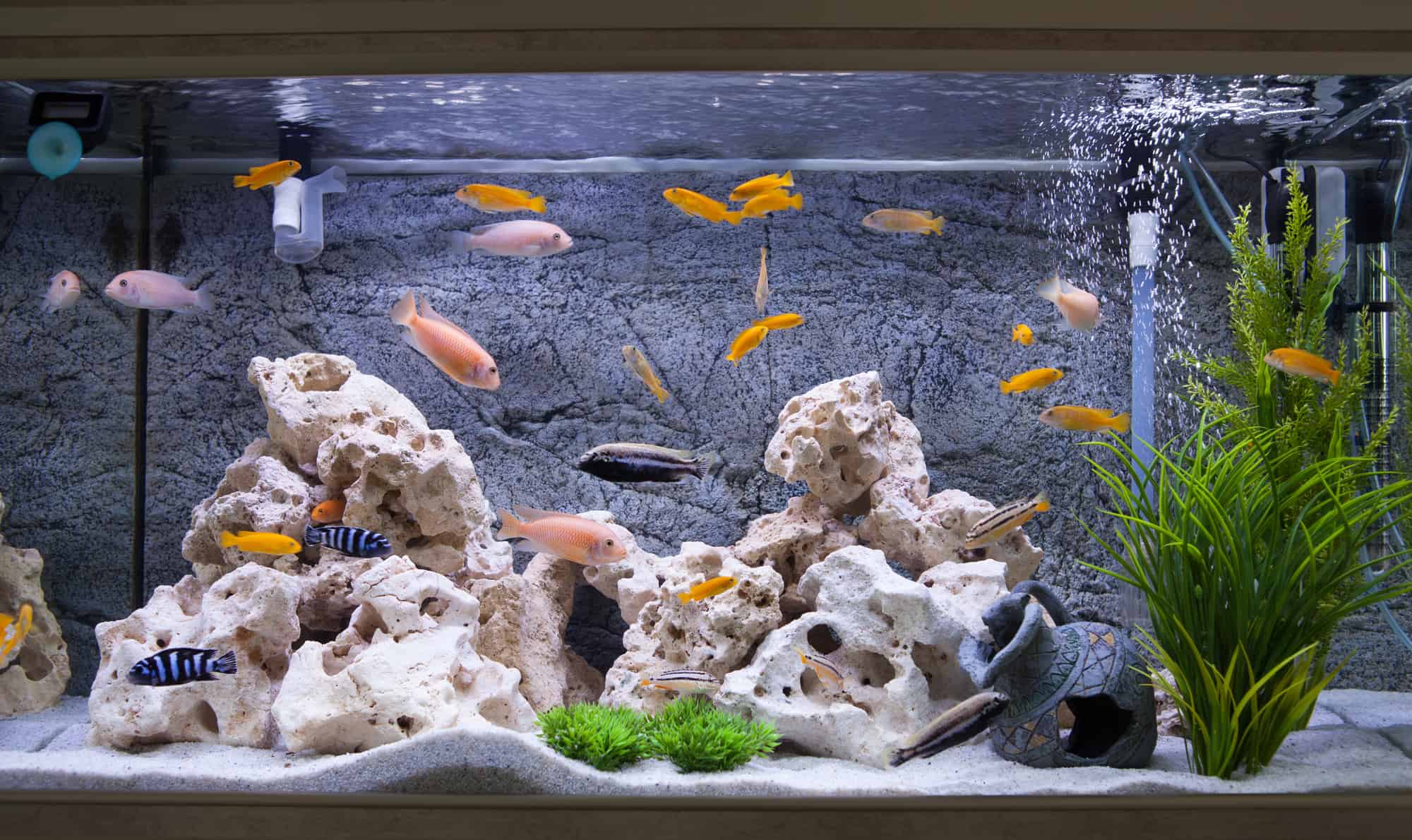 Which Types Of African Cichlids Can Be Kept Together? (Complete List)
