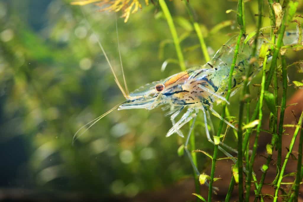 Asian glass shrimp Macrobrachium lanchesteri in aquarium