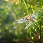 Asian glass shrimp Macrobrachium lanchesteri in aquarium