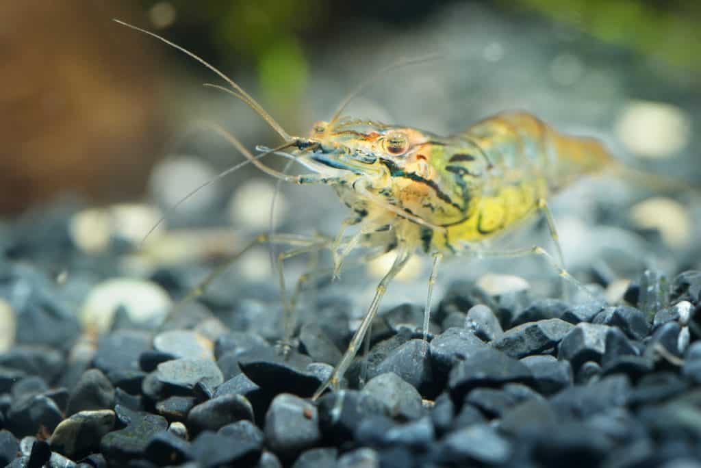 Asian glass shrimp Macrobrachium lanchesteri in aquarium