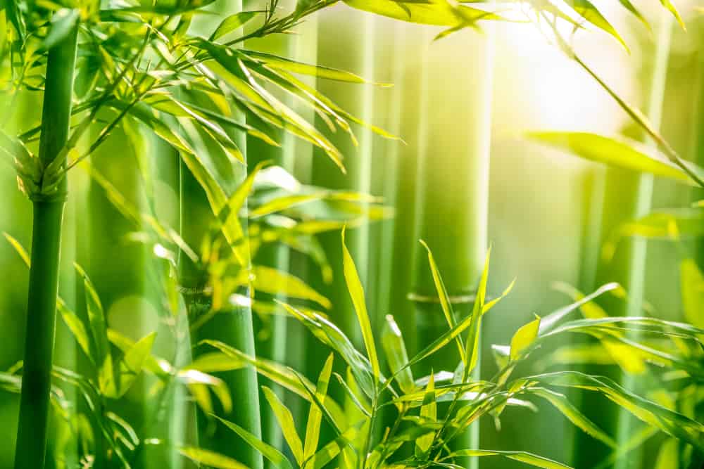 Bamboo forest in the morning