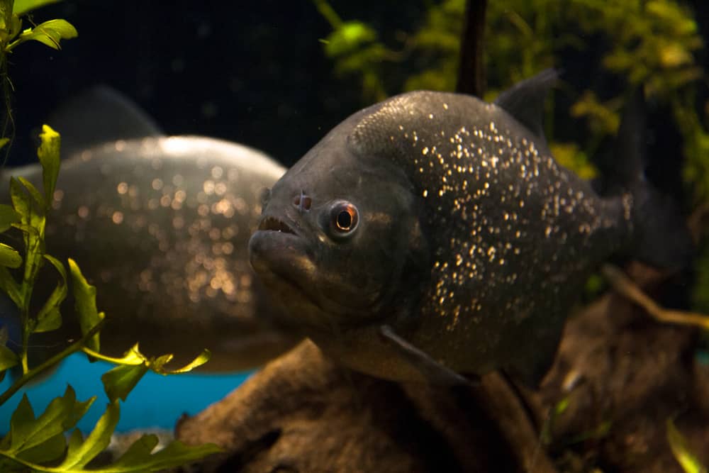 Black Piranhas in aquarium