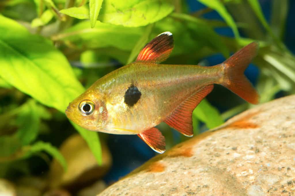 Bucktooth Tetra