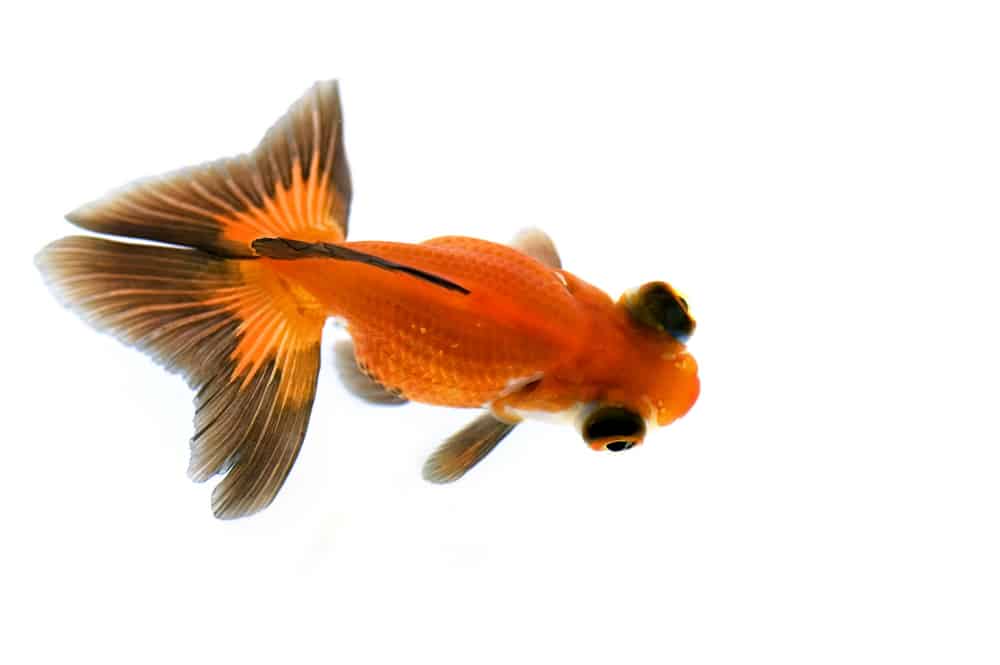 Butterfly Tail Goldfish