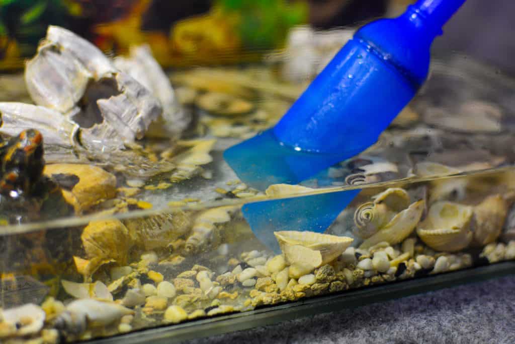 Cleaning the aquarium. Pumping water out of the aquarium. Close-up. Siphon Gravel Cleaner Tool In The Aquarium. Aquarium fish content and hygiene concept.