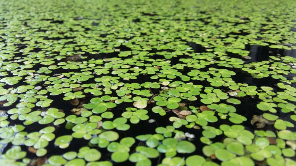 Common Duckweed, Duckweed, Lesser Duckweed