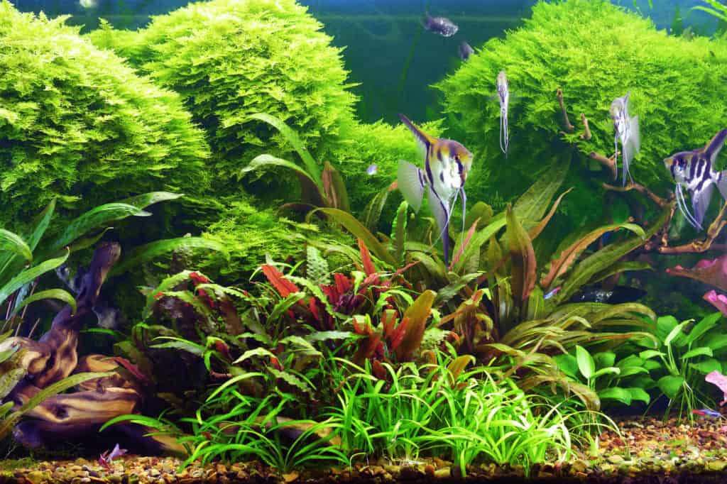 Decorative aquarium