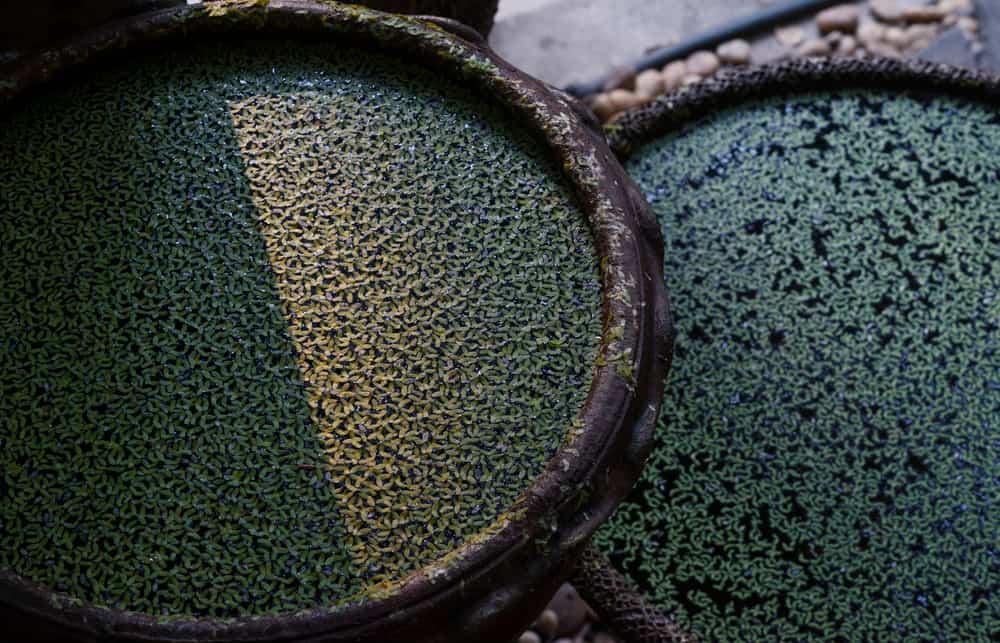 Duckweed plants in a small fish basin