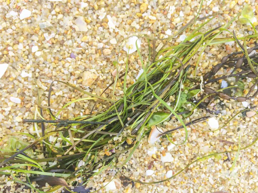 Eelgrass