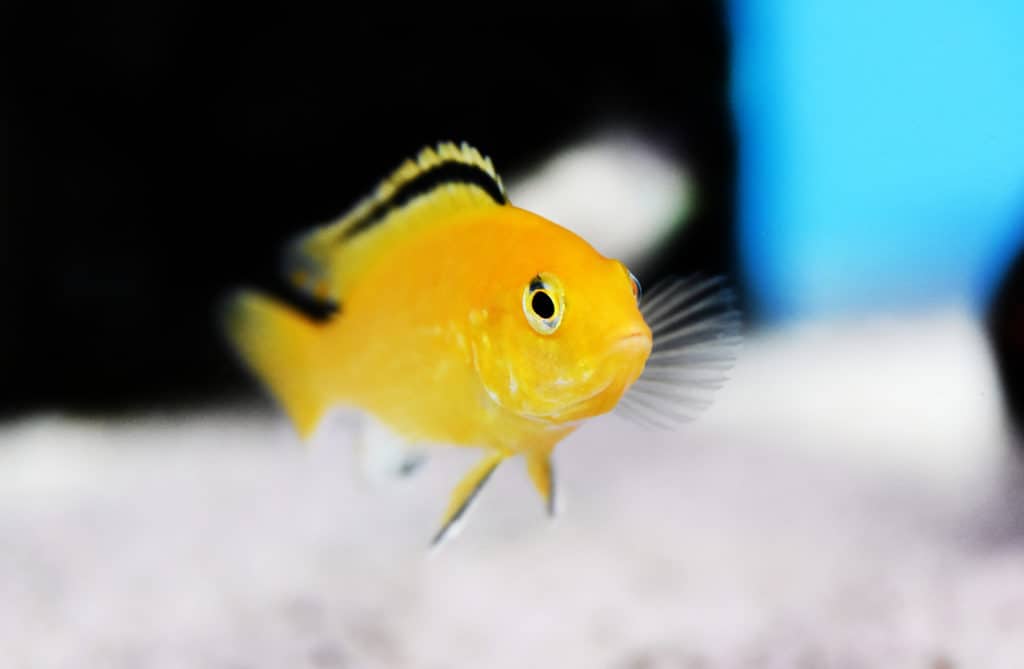 Electric Yellow Afican Cichlid