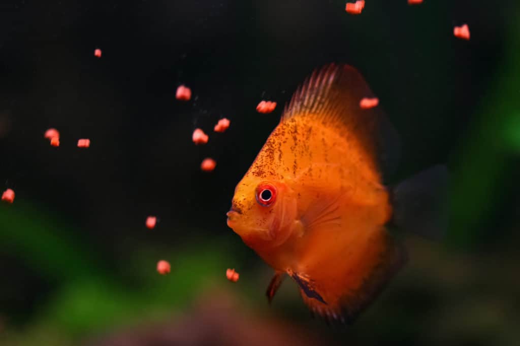 Feeding Symphysodon discus with pellets