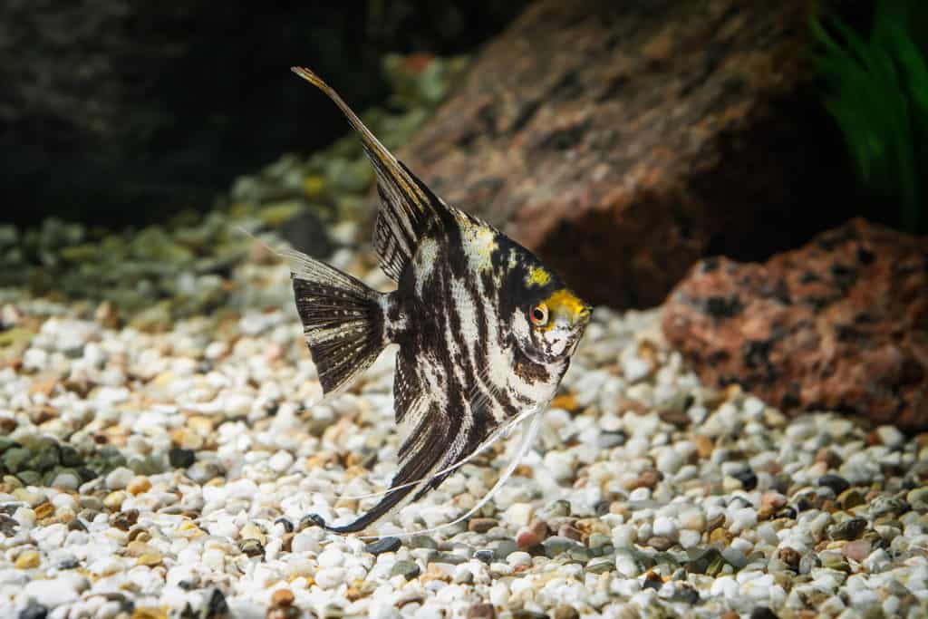 Fish. Angelfish in aquarium with green plants, and stones