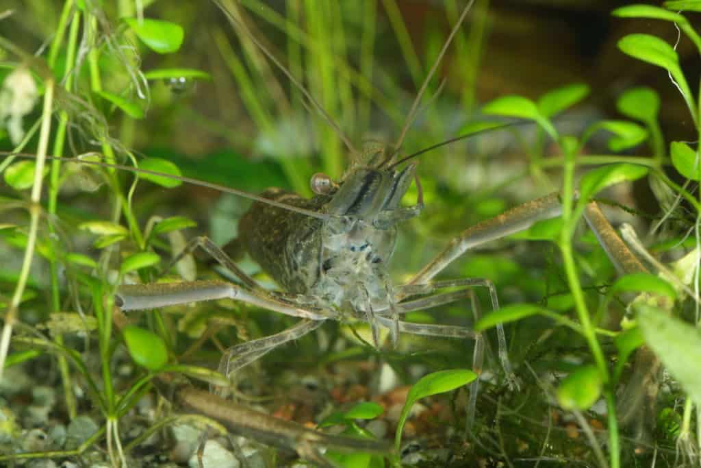 freshwater shrimp