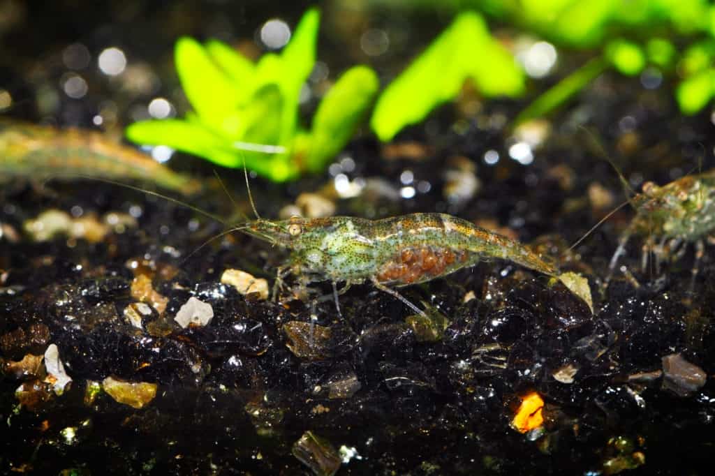 shrimp