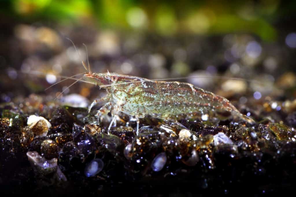 shrimp