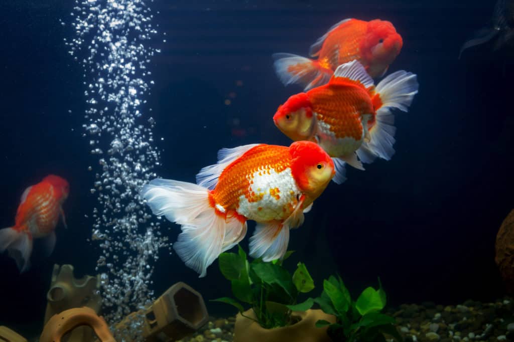 Goldfish in aquarium with green plants