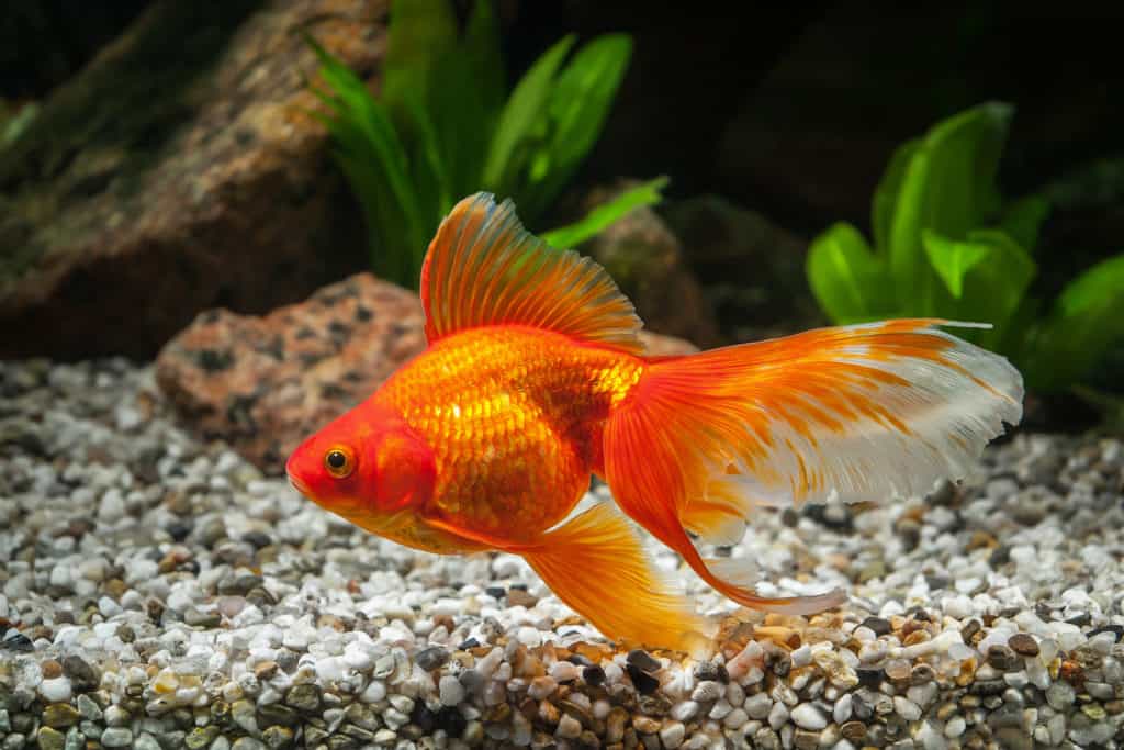 Goldfish in aquarium with green plants