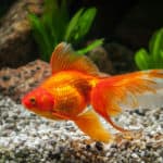 Goldfish in aquarium with green plants