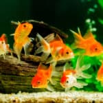 Goldfish in aquarium with green plants