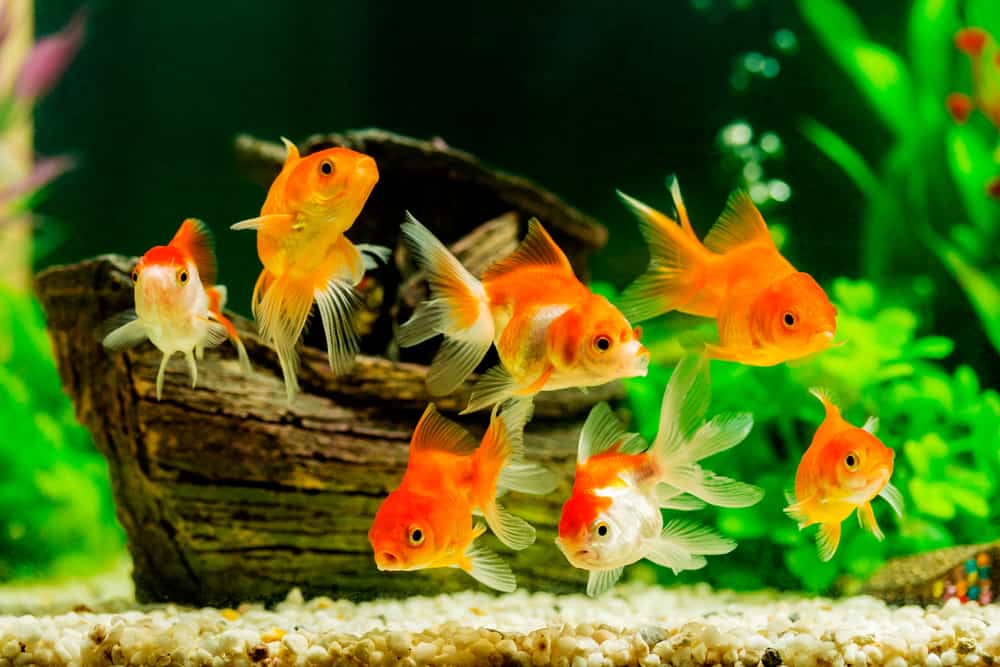 Goldfish in aquarium with green plants