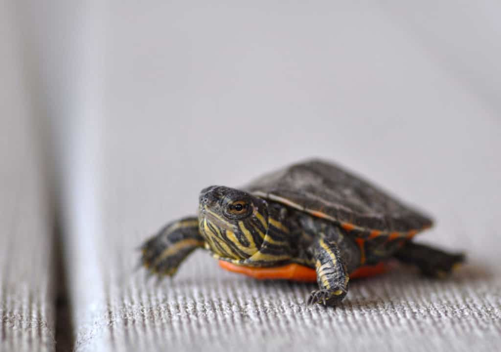 Hatchling of midland painted turtle (Chrysemys bellii marginata)