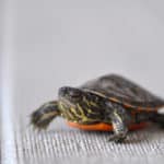 Hatchling of midland painted turtle (Chrysemys bellii marginata)