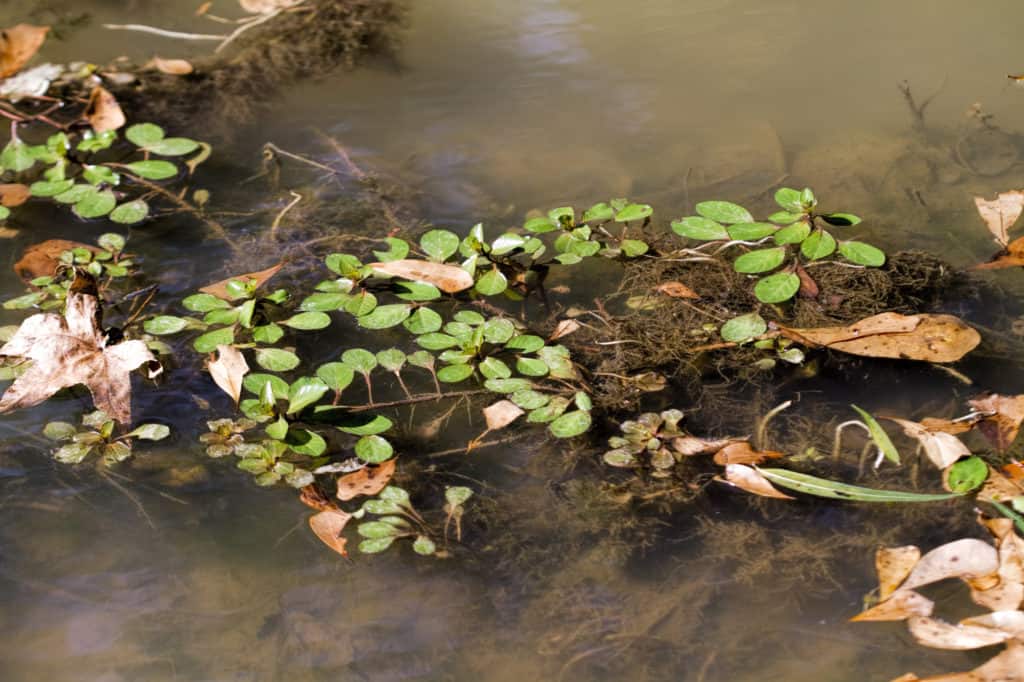 Ludwigia Repens