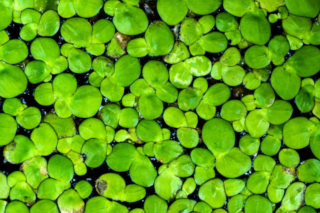 Macro of duckweed